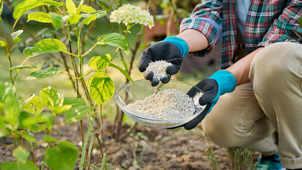 Blumen-Risse, Pflanzen, Pflanzenzubehoer, Pflanzenduenger, Spezialduenger, Frau-duengt-Hortensie-im-Beet-mit-Mineralduenger