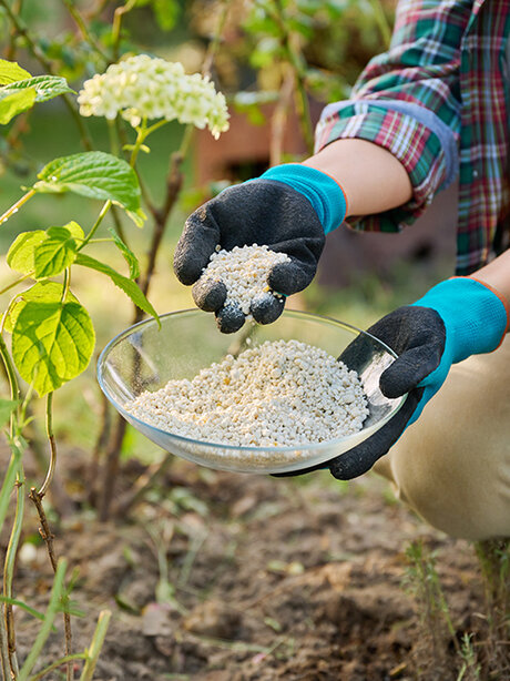 Blumen-Risse, Pflanzen, Pflanzenzubehoer, Pflanzenduenger, Spezialduenger, Frau-duengt-Hortensie-im-Beet-mit-Mineralduenger