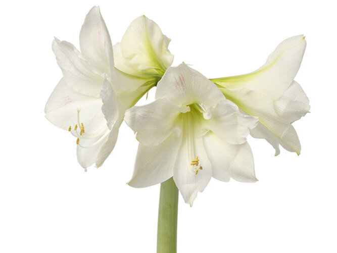 Amaryllis, Weisse-Bluete-mit-Stiel-waechst-aus-Amarylliszwiebel