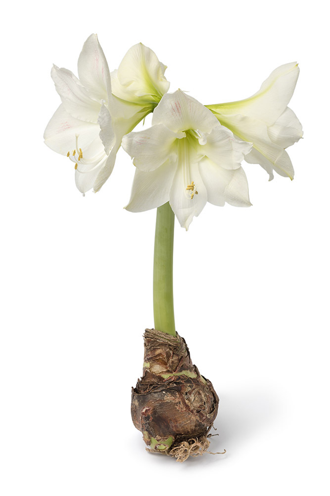 Amaryllis, Weisse-Bluete-mit-Stiel-waechst-aus-Amarylliszwiebel