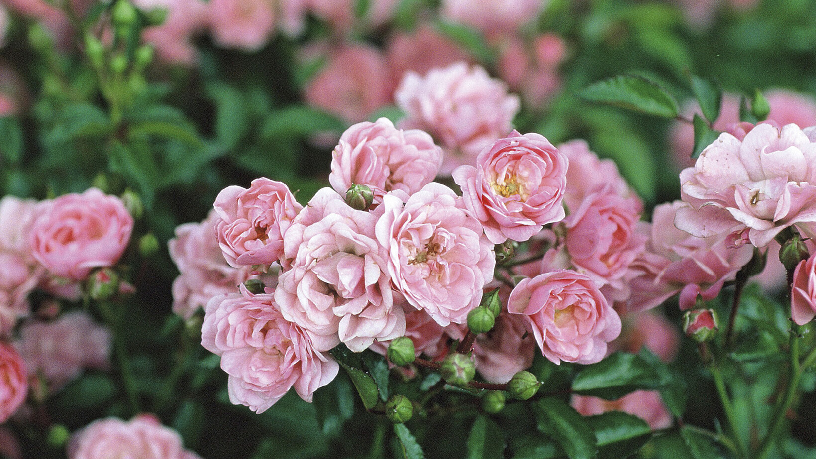 Blumen-Risse, Ratgeber-Ganzjaehrig, Bodendeckerrose, Rosa, The-Fairy