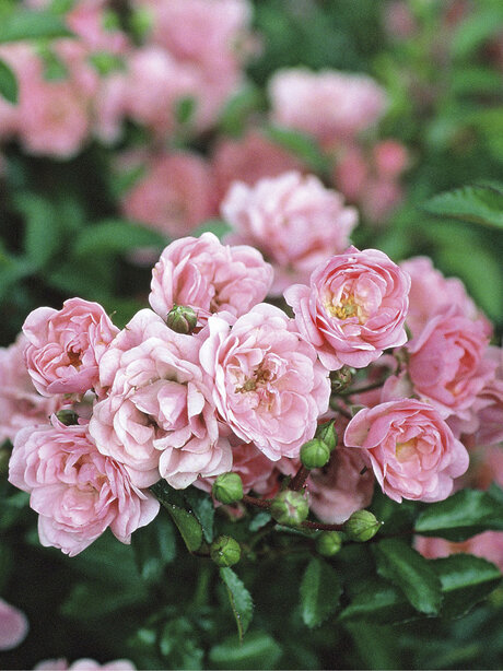 Blumen-Risse, Ratgeber-Ganzjaehrig, Bodendeckerrose, Rosa, The-Fairy