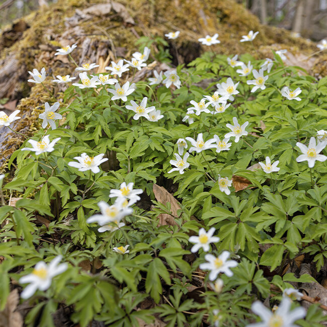 Frhblhende Stauden | Blumen Risse - Blumen Risse