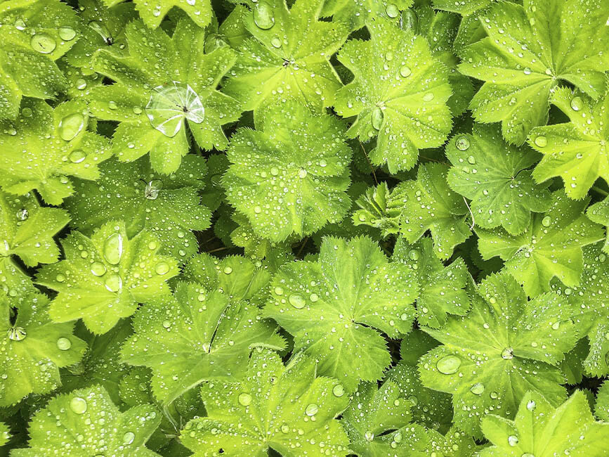 Blumen-Risse, Sortiment, Pflanzen, Bodendecker, Greun, Polsterstaude, Frauenmantel, Garten, Pflanze, Beet, Bodendecker, Wassertropfen