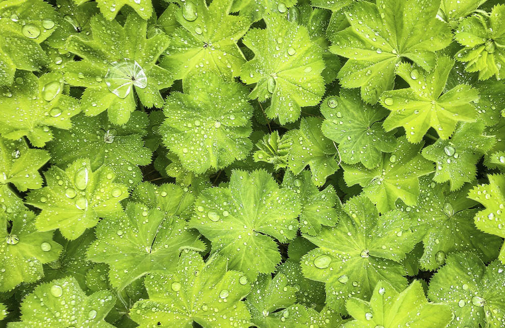 Blumen-Risse, Sortiment, Pflanzen, Bodendecker, Greun, Polsterstaude, Frauenmantel, Garten, Pflanze, Beet, Bodendecker, Wassertropfen