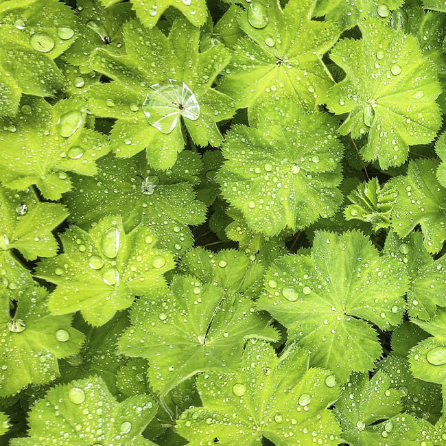 Blumen-Risse, Sortiment, Pflanzen, Bodendecker, Greun, Polsterstaude, Frauenmantel, Garten, Pflanze, Beet, Bodendecker, Wassertropfen