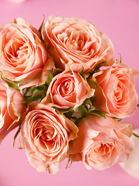 Blumen-Risse, Aktuelles, Zuckerfest, Apricot, apricotfarbene-Rosen-von-oben-fotografiert