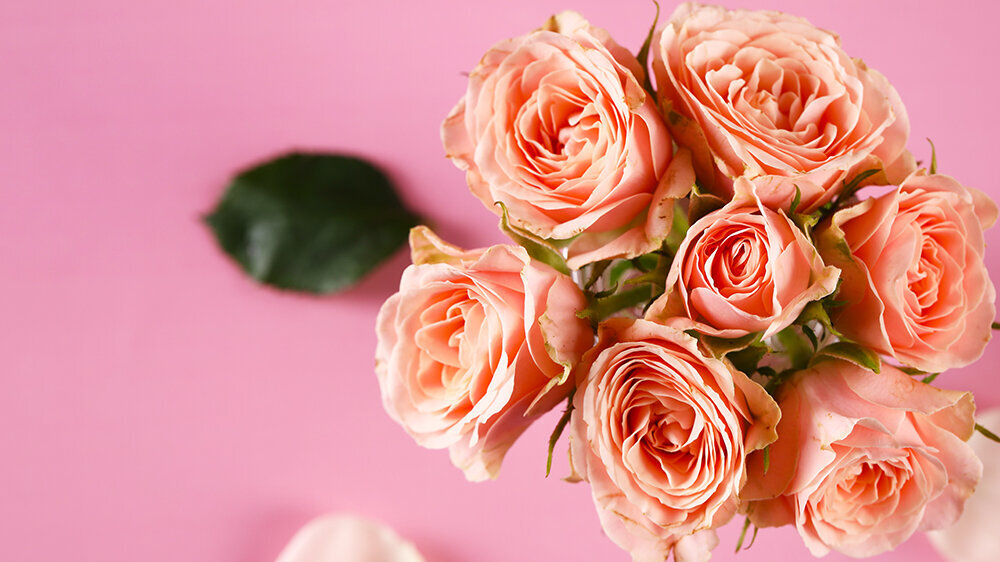 Blumen-Risse, Aktuelles, Zuckerfest, Apricot, apricotfarbene-Rosen-von-oben-fotografiert