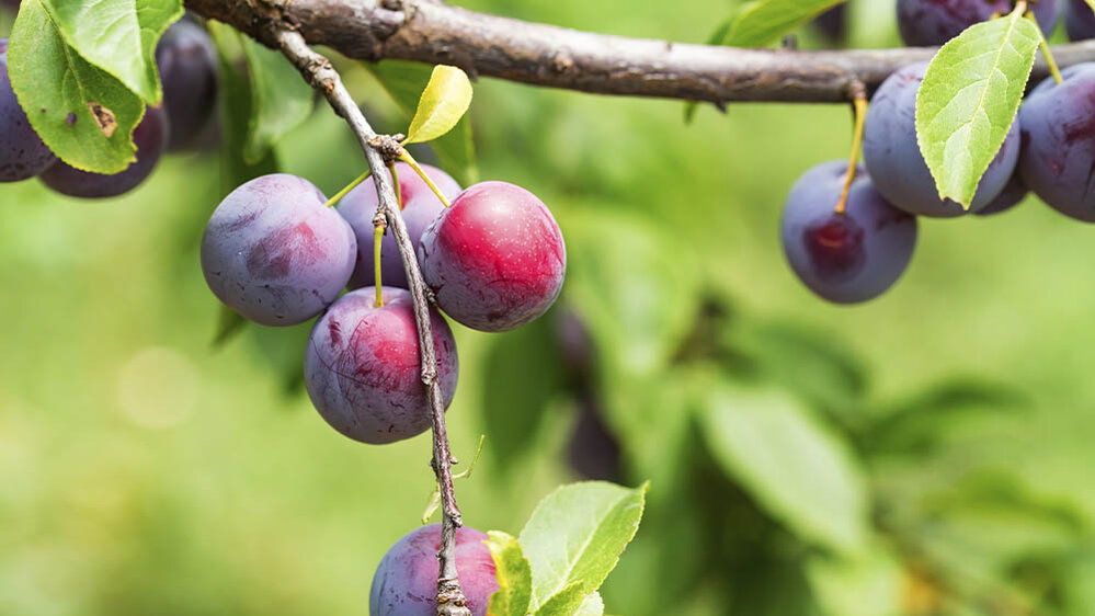 Blumen-Risse_Pflanzen_Pflanzenwelt_Obst-und-Gemuese_Obstbaeume_Pflaumenbaum_Lila-Rot-Gruen-Braun_Pflaume-Obst-Baum-Garten-Reif