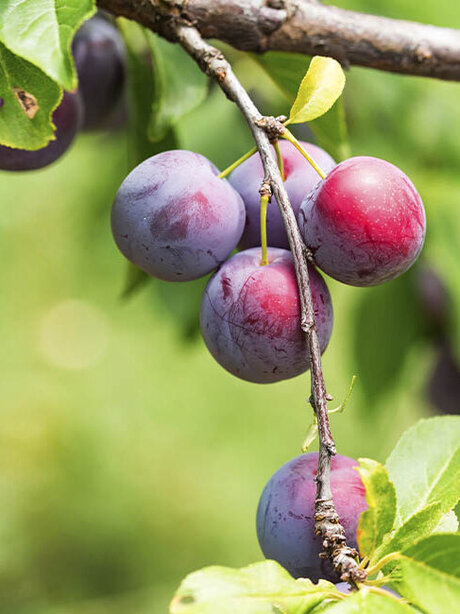 Kaufe Dir jetzt einen Obstbaum und ernte im Spätsommer saftige Pflaumen!