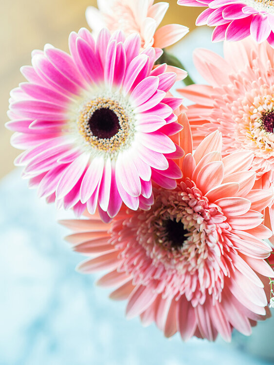 Blumen-Risse, Pflanzenratgeber, Gerbera, Rosa, Pink, Gruen, rosafarbene-Gerbera-stehen-in-Keramikvase-auf-blauem-Tisch