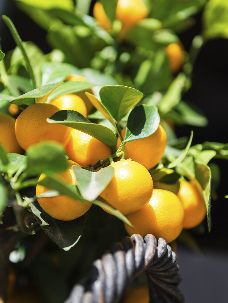 Blumen-Risse, Ratgeber, Pflanzenratgeber, Focus-Orangenbusch-im-Korb