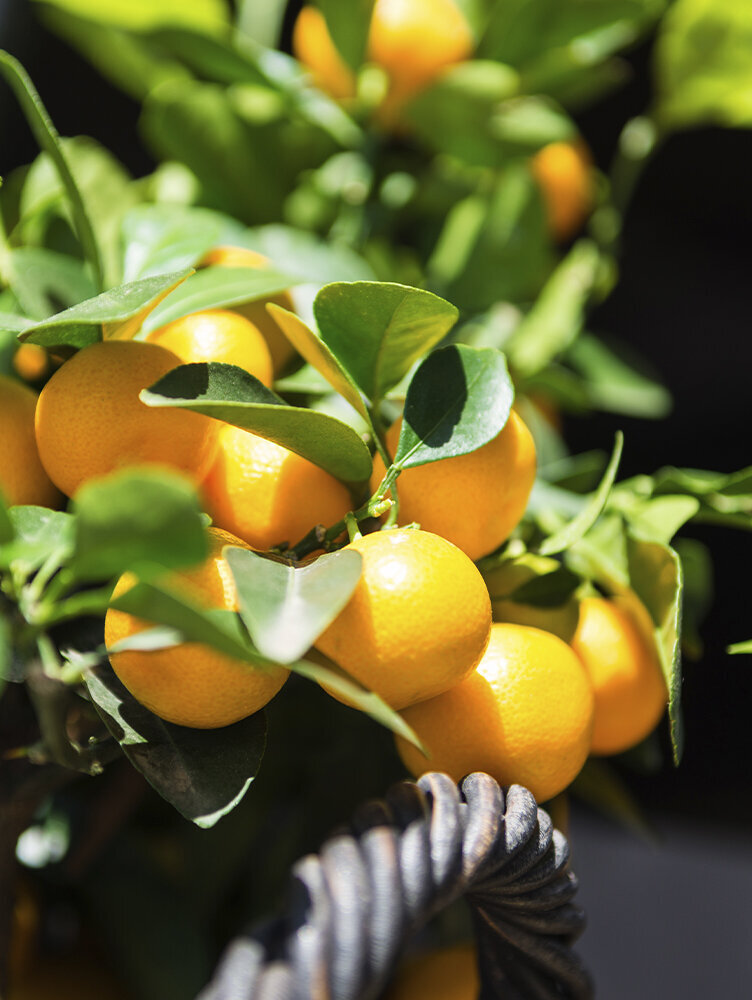 Blumen-Risse, Ratgeber, Pflanzenratgeber, Focus-Orangenbusch-im-Korb
