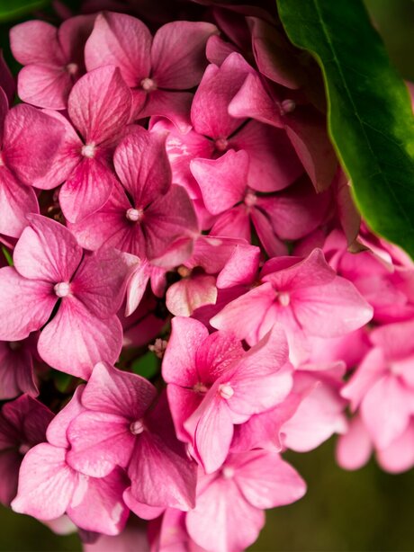 Blumen Risse, Sortiment, Pflanzen, Hoertensie, Pink, Rosa, Gruen, Blueten, Detail, Pflanze, Garten