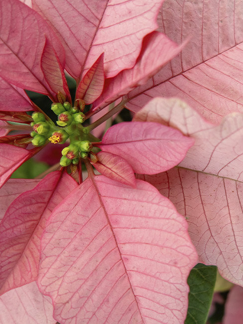 Rosafarbener-Weihnachtsstern, Weihnachtspflanze, Hochblaetter-mit-Bluete, Brakteen