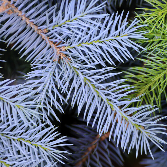  	Ob Blau-Fichte oder Nordmanntanne als Weihnachtsbaum – bei Blumen-Risse erhältst Du die richtigen Pflege-Tipps.