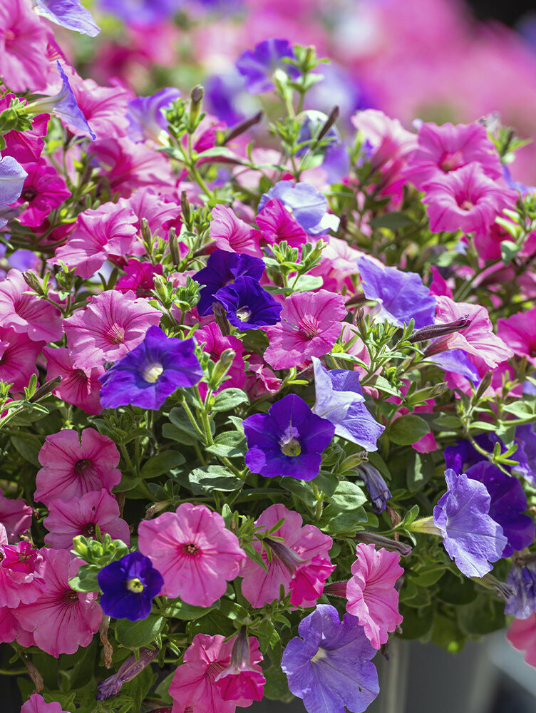 Petunien pflegen: Standort, Gieen, Dngen & Sorten | Blumen Risse - Blumen  Risse