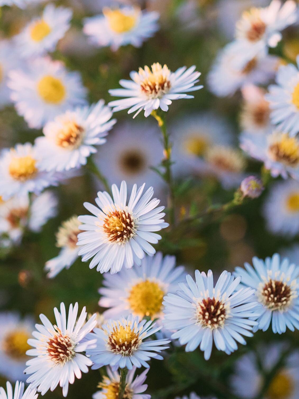 Blumen-Risse, Sortiment, Pflanzen, Beetpflanzen, Weiss, Gelb, Gruen, Staude, Pflanze, Beet, Detail, Blueten