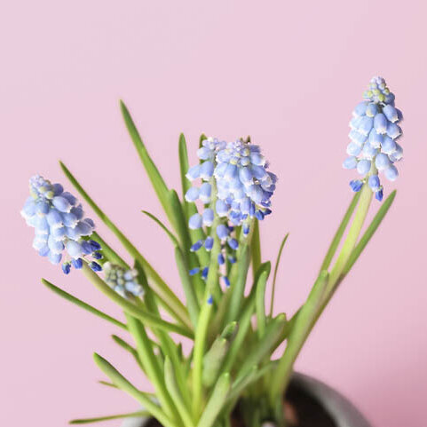 Traubenhyazinthe, Muscari, blaubluehende-Traubenhyazinth