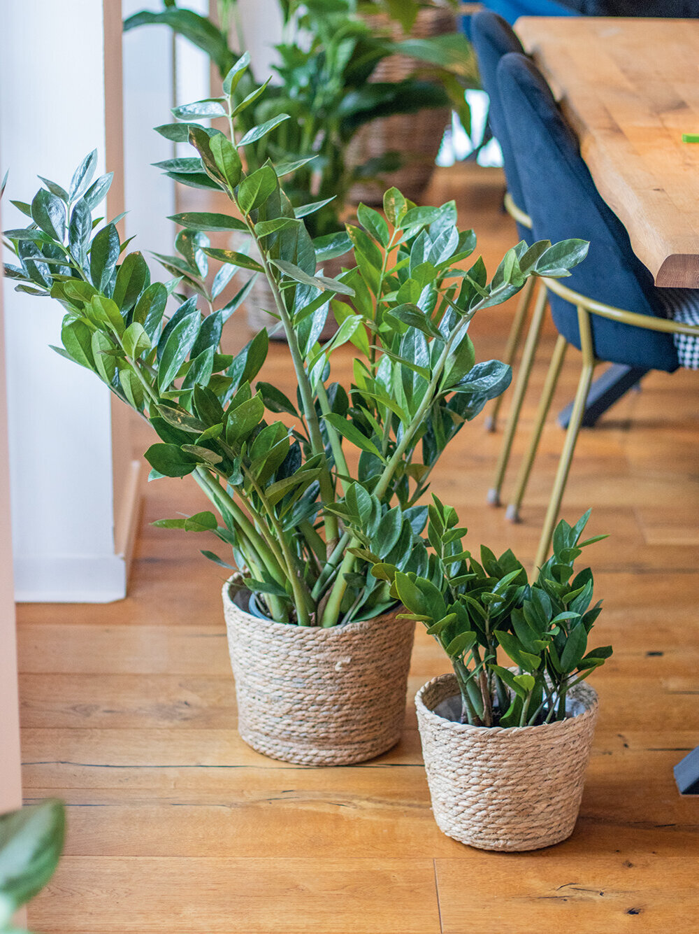 Ratgeber, pflegeleichte-Zimmerpflanzen, Trendpflanze-Zamioculcas-Gluecksfeder-stehen-auf-Fussboden