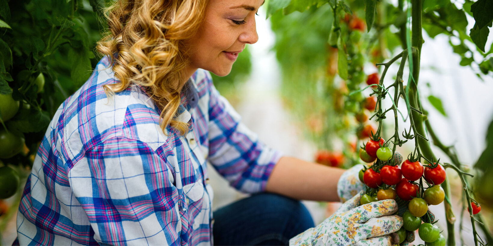 Blumen-Risse, Sortiment, Pflanzen, Obst-und-Gemuese, Tomatenpflanze, Rot, Gruen, Braun, Blau, Tomaten, Frau, Ernte, Handschuhe, n, Beet, Reif