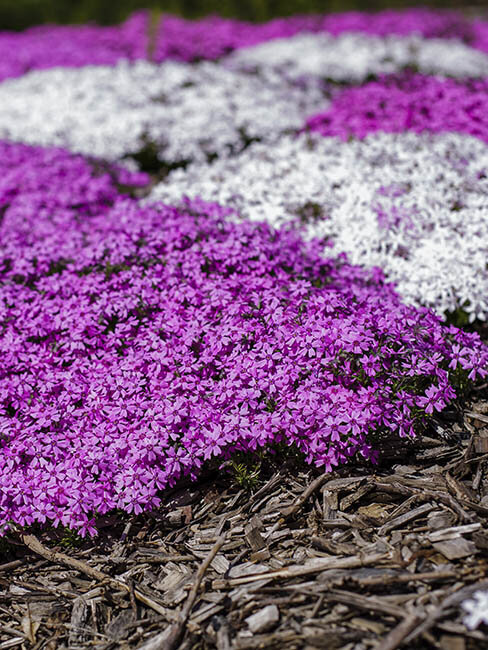 Blumen-Risse, Sortiment, Pflanzen, Bodendecker, Pink, Lila, Weiss, Rosa, Braun, Polsterstaude, Phlox, Garten, Bluetenteppich, Pflanze, Beet-Bodendecker, Blueten