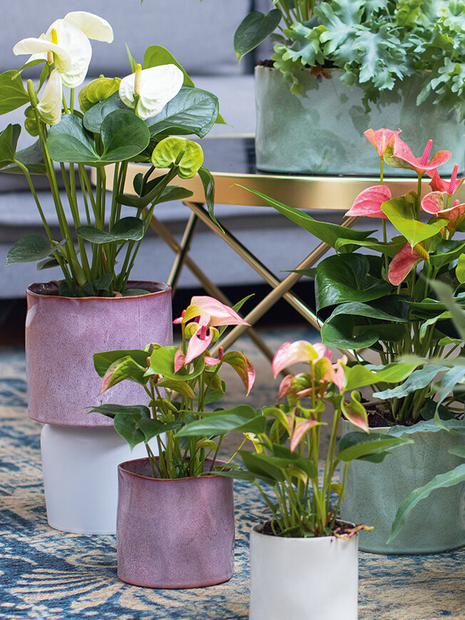 Zimmerpflanzen Tipps | Blumen Risse - Blumen Risse