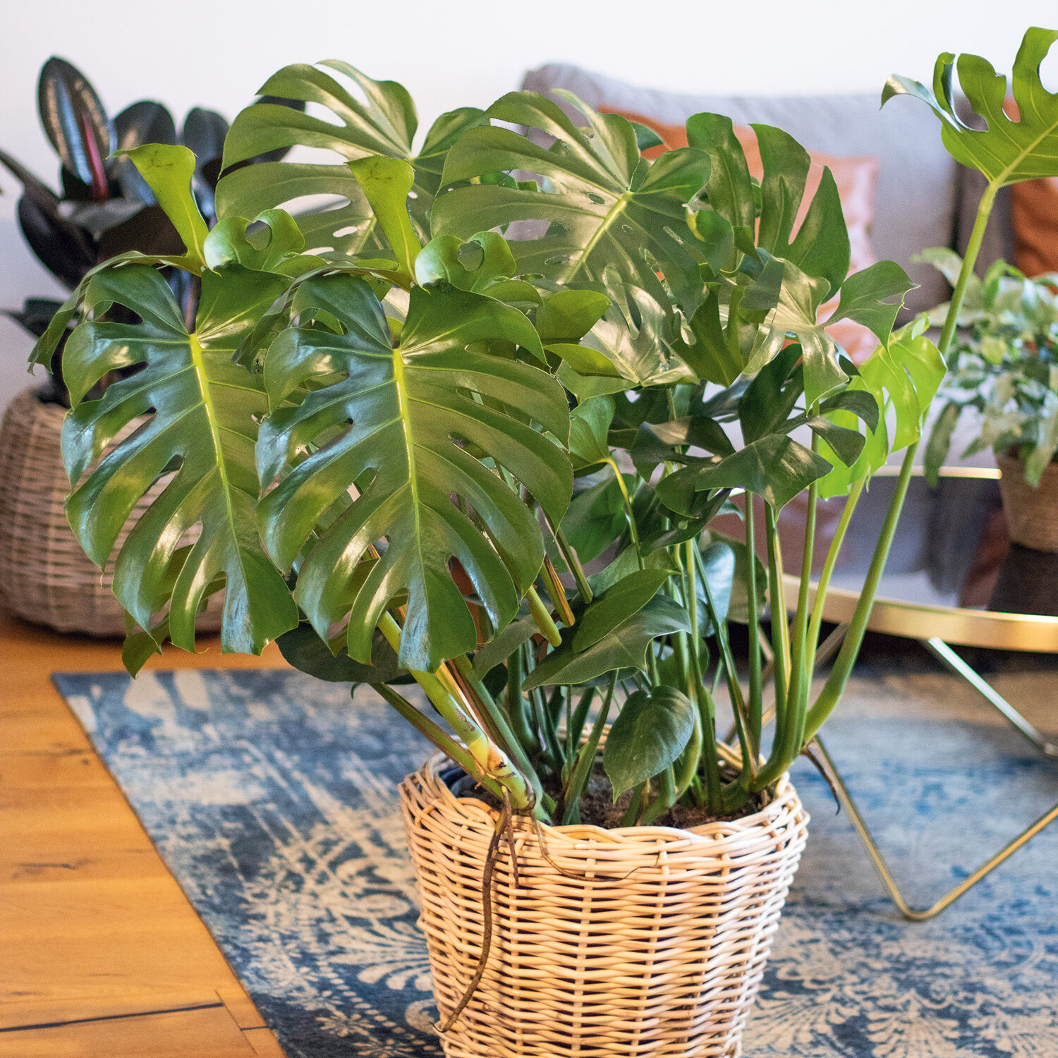 Zimmerpflanzen Tipps | Blumen Risse - Blumen Risse
