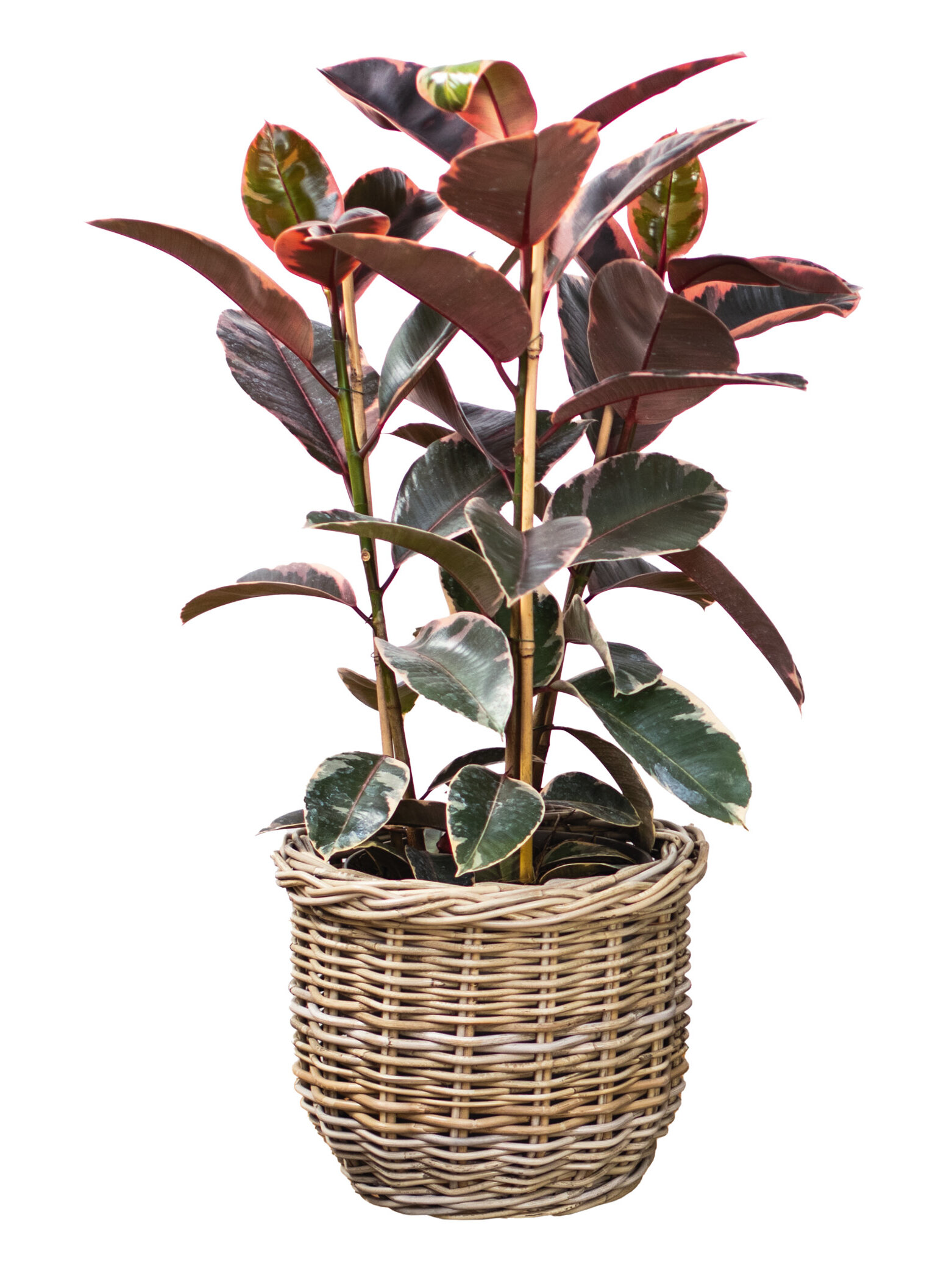 Blumen-Risse, Gruenpflanzen, Pflegeleicht-und-robust, Gummibaum-Ficus-robusta