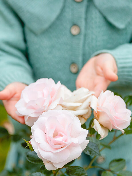 Blumen-Risse, Ratgeber, Die-Rose, Rosa, Gruen, Maedchen-haelt-Rosenbluete-mit-beiden-Haenden-im-Garten