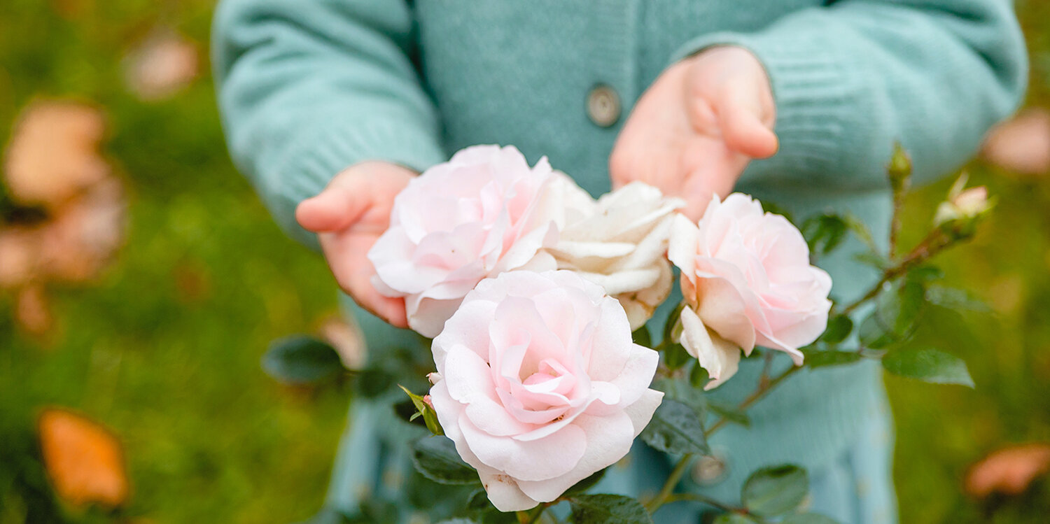 Blumen-Risse, Ratgeber, Die-Rose, Rosa, Gruen, Maedchen-haelt-Rosenbluete-mit-beiden-Haenden-im-Garten