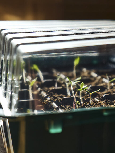 Blumen-Risse, Ratgeber, Fruehling, Das-Zimmergewaechshaus, Keimlinge-in-Zimmergewaechshaus-mit-Deckel