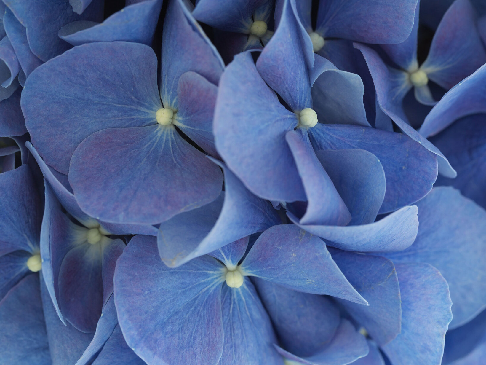 Blumen-Risse, Sortiment, Pflanzen, Beetpflanzen, Bauernhortensie, Lila, Blau, Weiss, Bluete, Hortensie, Detail, zart, schoen