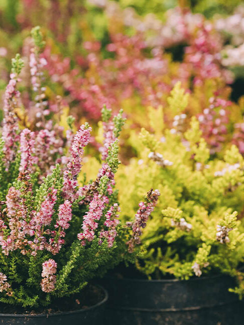 Heide (Callunen)| blumen-risse.de  Blumen Risse - Blumen Risse