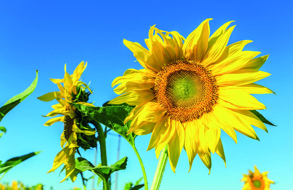 Ratgeber für Sonnenblumen - Blumen Risse