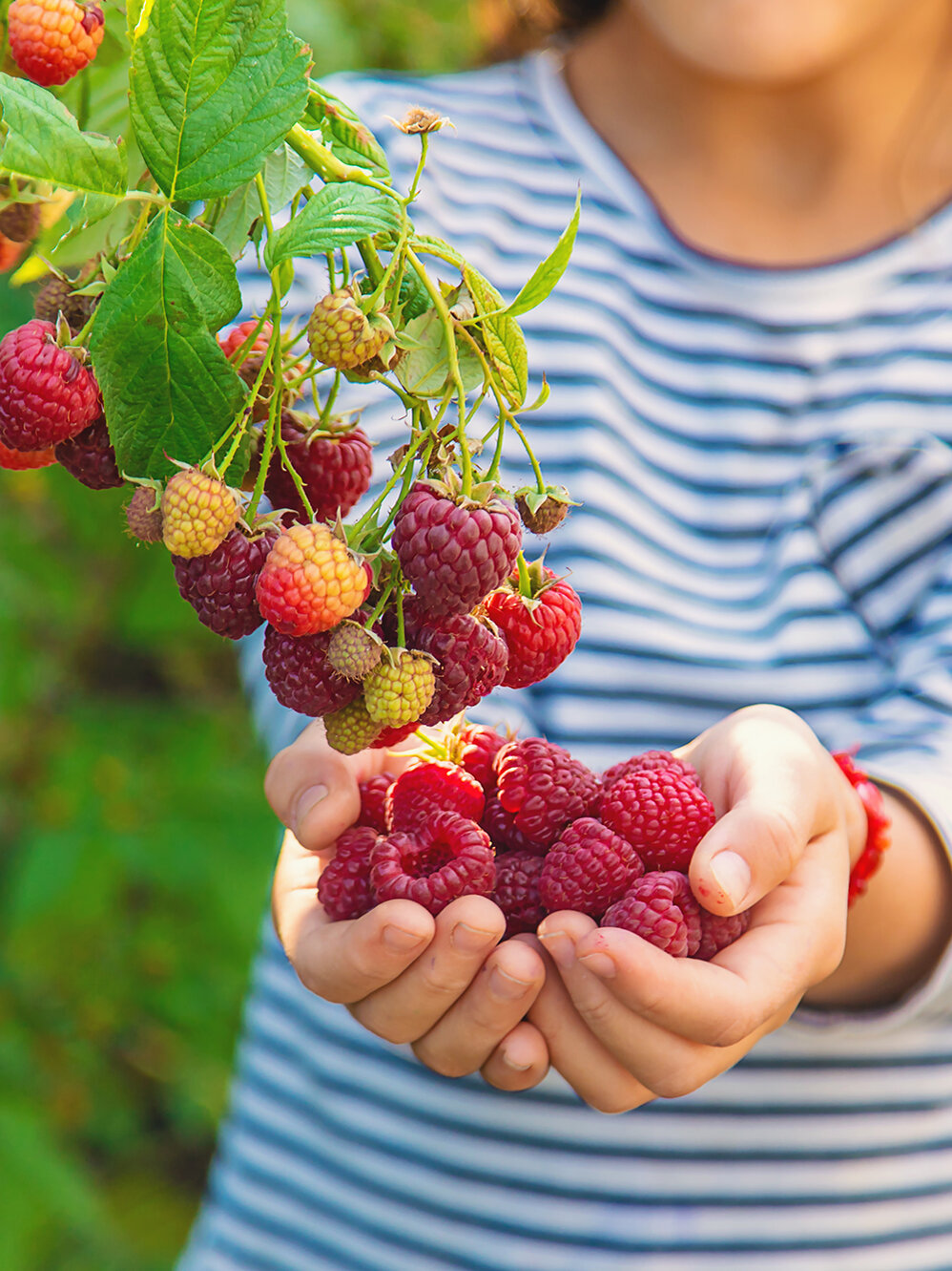 Blumen-Risse, Ratgeber, Beerenstraeucher, Kind-am-Himbeerstrauch-hat-beide-Haende-mit-Himbeeren-voll