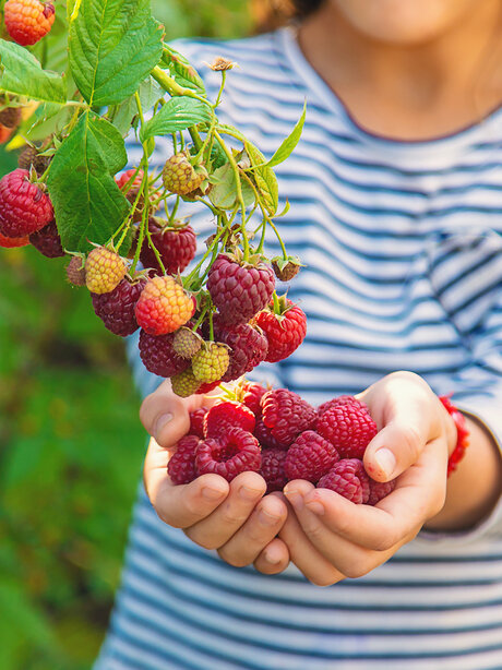 Blumen-Risse, Ratgeber, Beerenstraeucher, Kind-am-Himbeerstrauch-hat-beide-Haende-mit-Himbeeren-voll