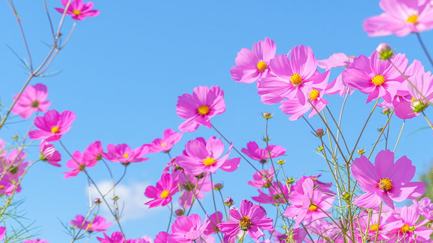 Blumensamen kaufen - Blumen Risse