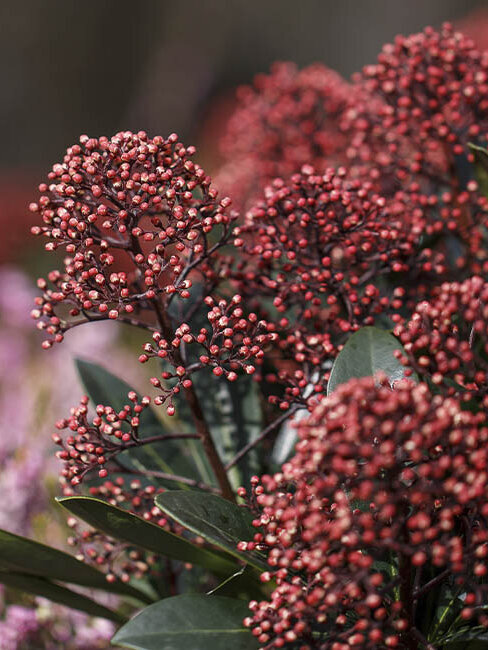 Gartenpflanzen winterhart, Skimmie mit Blütenknospen