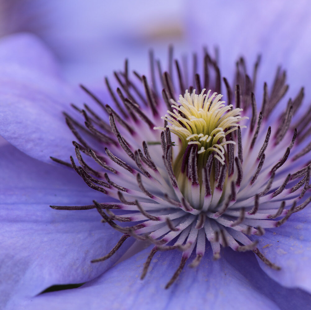 Clematis pflegen: Standort, Sorten, Bltezeit und Pflege-Tipps - Blumen  Risse