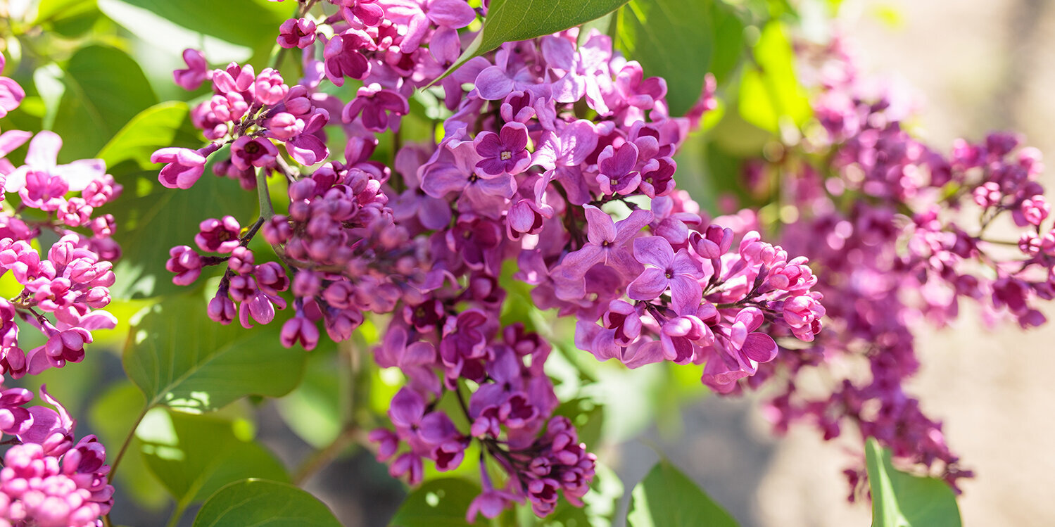 Blumen-Risse, Pflanzen, Baumschule, Gehoelze, Fliederbaum, Blaetter-und-lilafarbene-Blueten-im-Sonnenschein