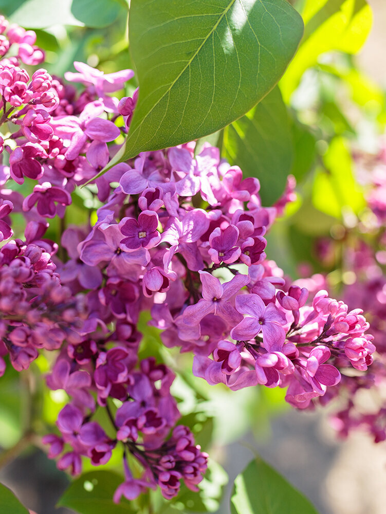 Blumen-Risse, Pflanzen, Baumschule, Gehoelze, Fliederbaum, Blaetter-und-lilafarbene-Blueten-im-Sonnenschein