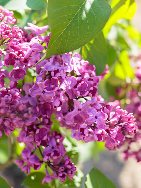 Blumen-Risse, Pflanzen, Baumschule, Gehoelze, Fliederbaum, Blaetter-und-lilafarbene-Blueten-im-Sonnenschein