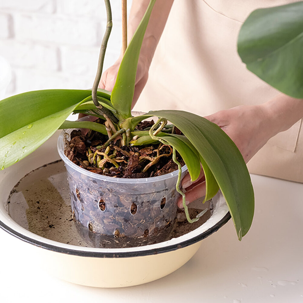 Orchideen-Pflege, Orchidee-wird-in-Schale-gewaessert