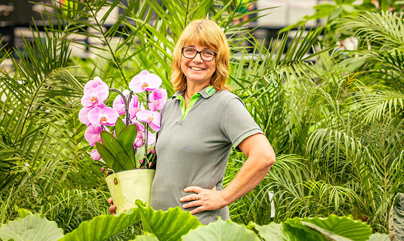 Blumen-Risse, Karriere, Gaertner, Gruen, Grau, Rosa, Person, Topfpflanzen, Zimmerpflanzen, Orchidee, Arbeiten-bei-blumen-Risse