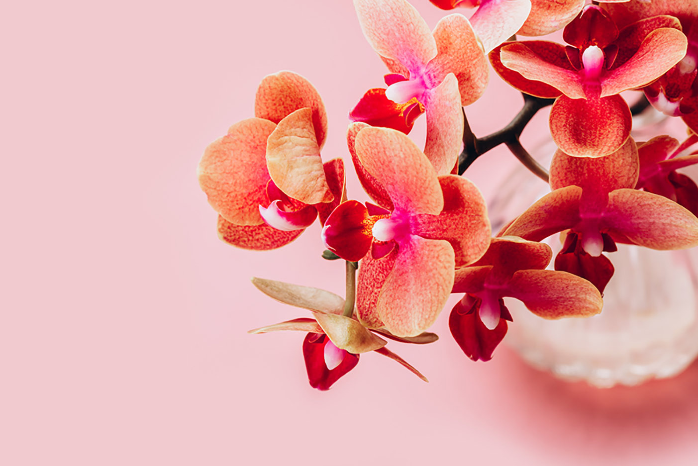 Orangefarbene, Apricofarbene-Orchidee-in-Vase-vor-rosa-Hintergrund