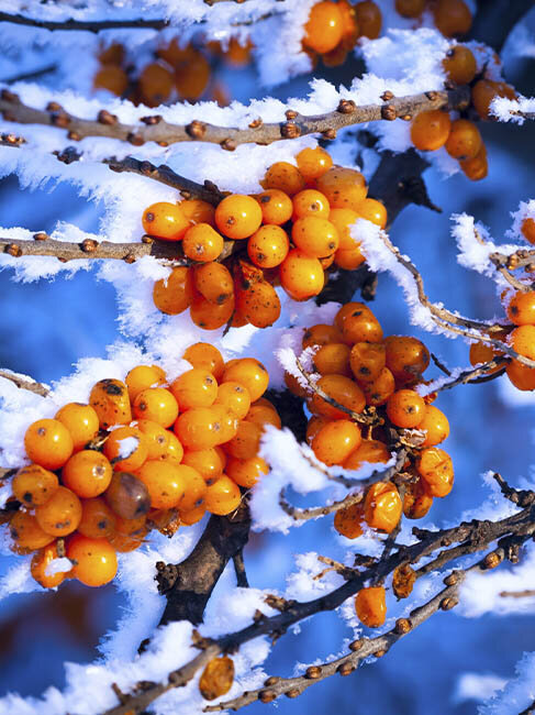 winterliche Ziersträucher mit Beerenschmuck, orangene Sanddornbeeren mit Schnee am Strauch 
