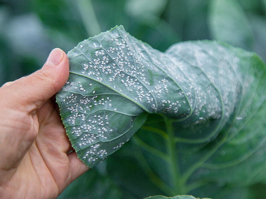 Blumen-Risse, Ratgeber, Pflanzenschutzmittel-gegen-Schaedlinge, Nahaufnahme-Whitefly-auf-Kohlblaettern-im-Garten