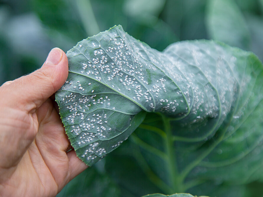 Blumen-Risse, Ratgeber, Pflanzenschutzmittel-gegen-Schaedlinge, Nahaufnahme-Whitefly-auf-Kohlblaettern-im-Garten