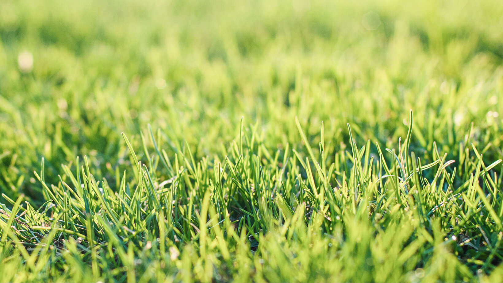 ALT-TAG Für einen grünen Rasen – Rasensamen bei Blumen Risse kaufen.